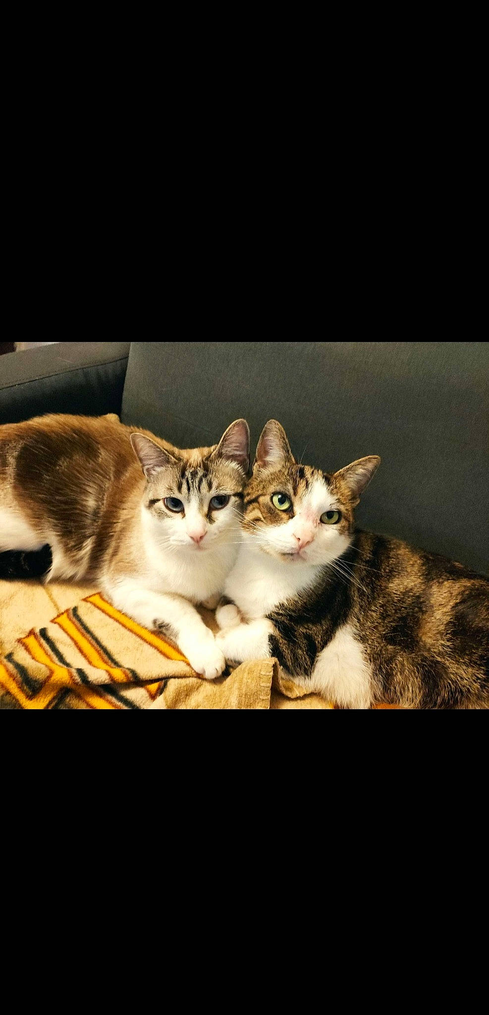 Paco a rejoint le concours — aidez-le/la à gagner de superbes lots ! art, carnivore, cat, comfort, domestic_short_haired_cat, felidae, font, fur, illustration, internet_meme, paw, photo_caption, rectangle, small_to_medium_sized_cats, snout, still_life_photography, tail, whiskers, window