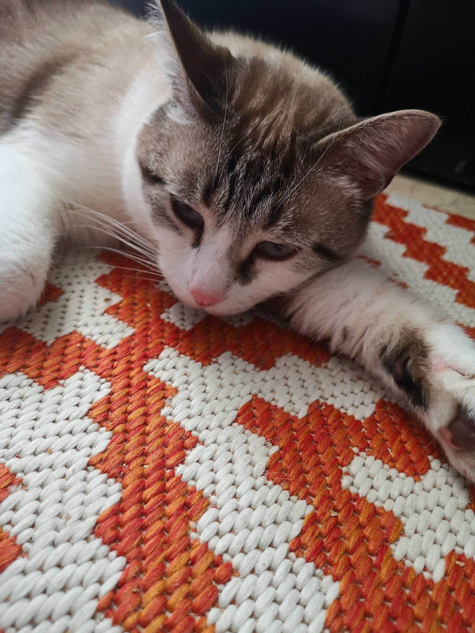 Paco a rejoint le concours — aidez-le/la à gagner de superbes lots ! carnivore, carpet, cat, claw, comfort, domestic_short_haired_cat, felidae, floor, flooring, fur, linens, mammal, pattern, paw, small_to_medium_sized_cats, snout, tail, vertebrate, whiskers, wood