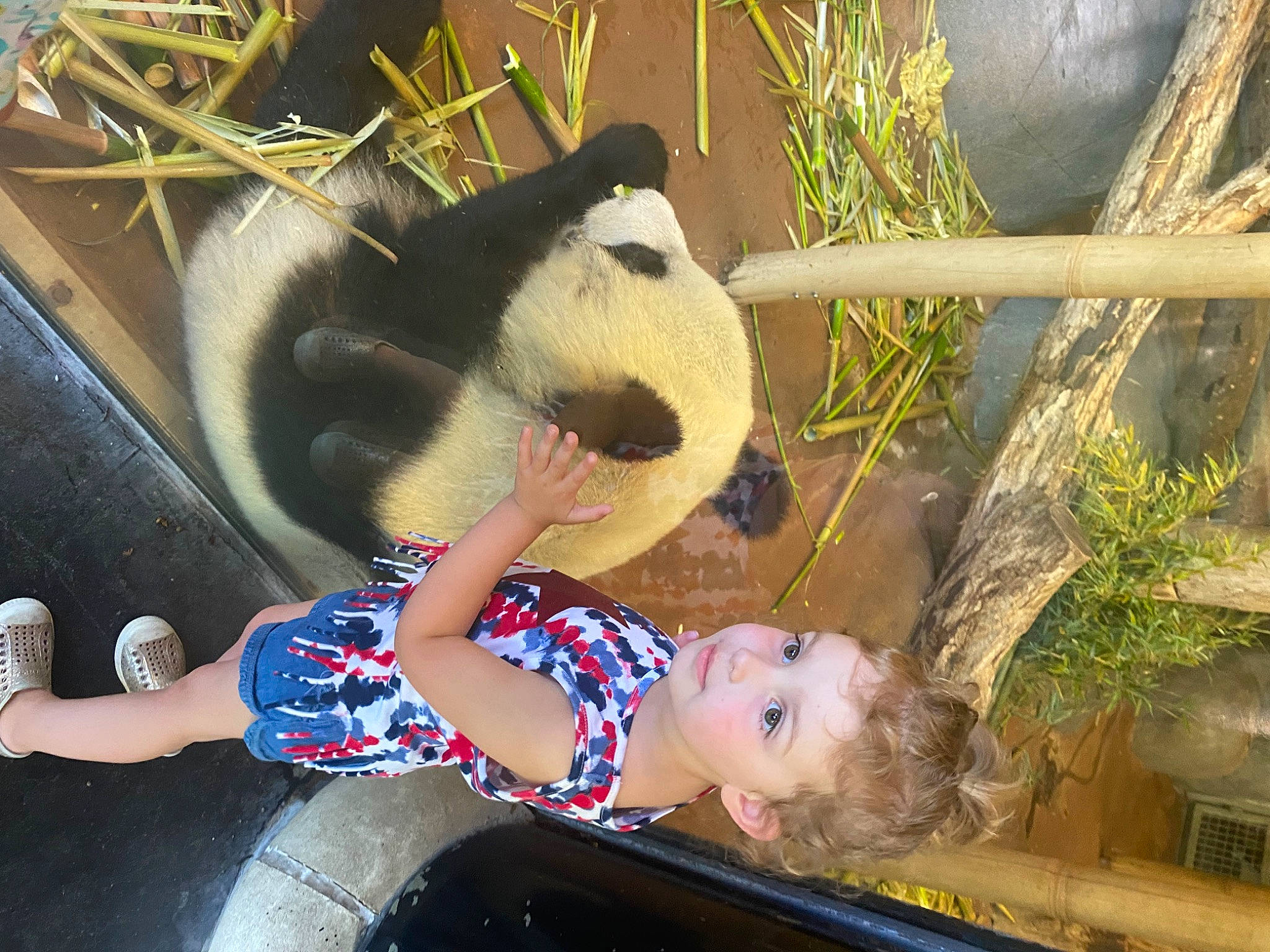 Amelia is registered to the contest to win money with this photo: carnivore, fun, fur, grass, happy, jungle, leisure, panda, person, plant, recreation, smile, snapshot, snout, terrestrial_animal, toddler, toy, tree, yellow