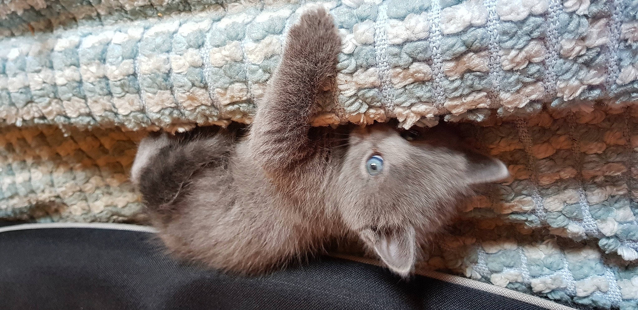 Moka a rejoint le concours — aidez-le/la à gagner de superbes lots ! british_shorthair, carnivore, cat, claw, felidae, fur, korat, nebelung, russian_blue, small_to_medium_sized_cats, snout, tail, whiskers