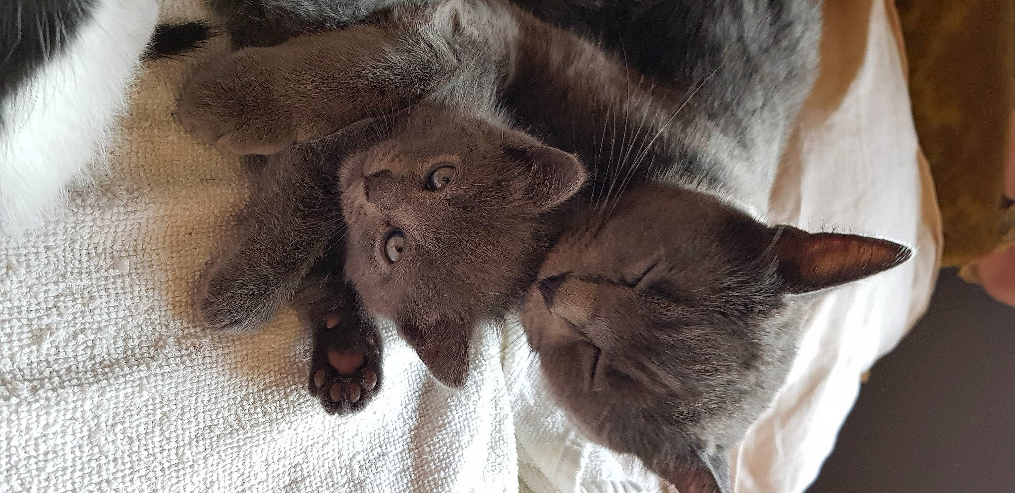 Moka a rejoint le concours — aidez-le/la à gagner de superbes lots ! british_longhair, british_semi_longhair, british_shorthair, burmese, carnivore, cat, chartreux, fawn, felidae, kitten, korat, mammal, nebelung, oriental_longhair, russian_blue, small_to_medium_sized_cats, snout, whiskers