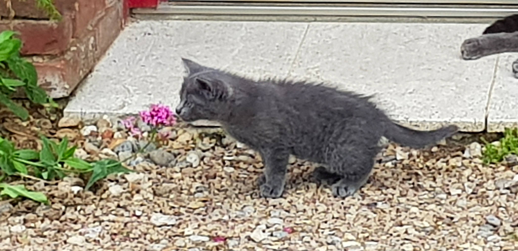 Moka a rejoint le concours — aidez-le/la à gagner de superbes lots ! asian, british_shorthair, carnivore, cat, chartreux, domestic_short_haired_cat, european_shorthair, felidae, kitten, korat, mammal, nebelung, russian_blue, small_to_medium_sized_cats, tabby_cat, tail, vertebrate, whiskers