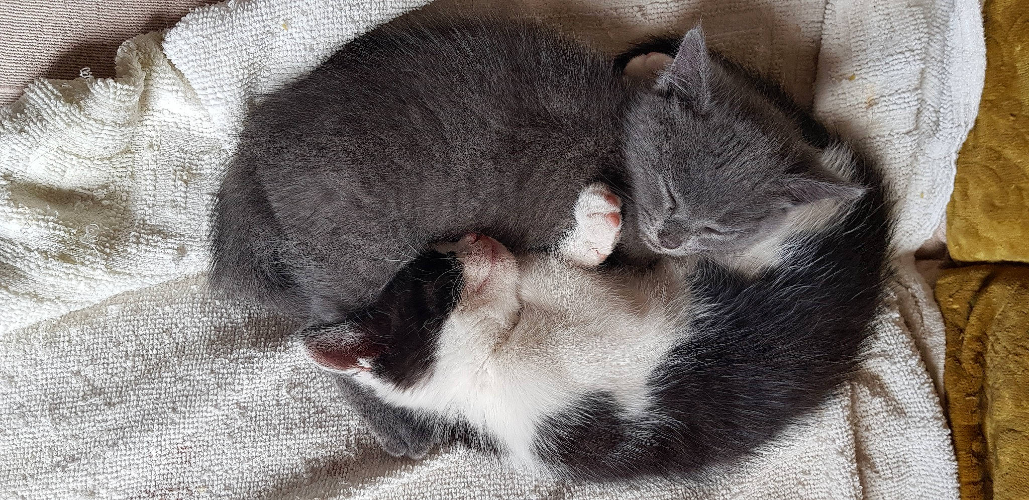 Pep Et Pat participe au concours pour gagner de l'argent avec cette photo : british_shorthair, carnivore, cat, cat_bed, domestic_short_haired_cat, fawn, felidae, fur, kitten, mammal, nap, norwegian_forest_cat, russian_blue, small_to_medium_sized_cats, vertebrate, whiskers