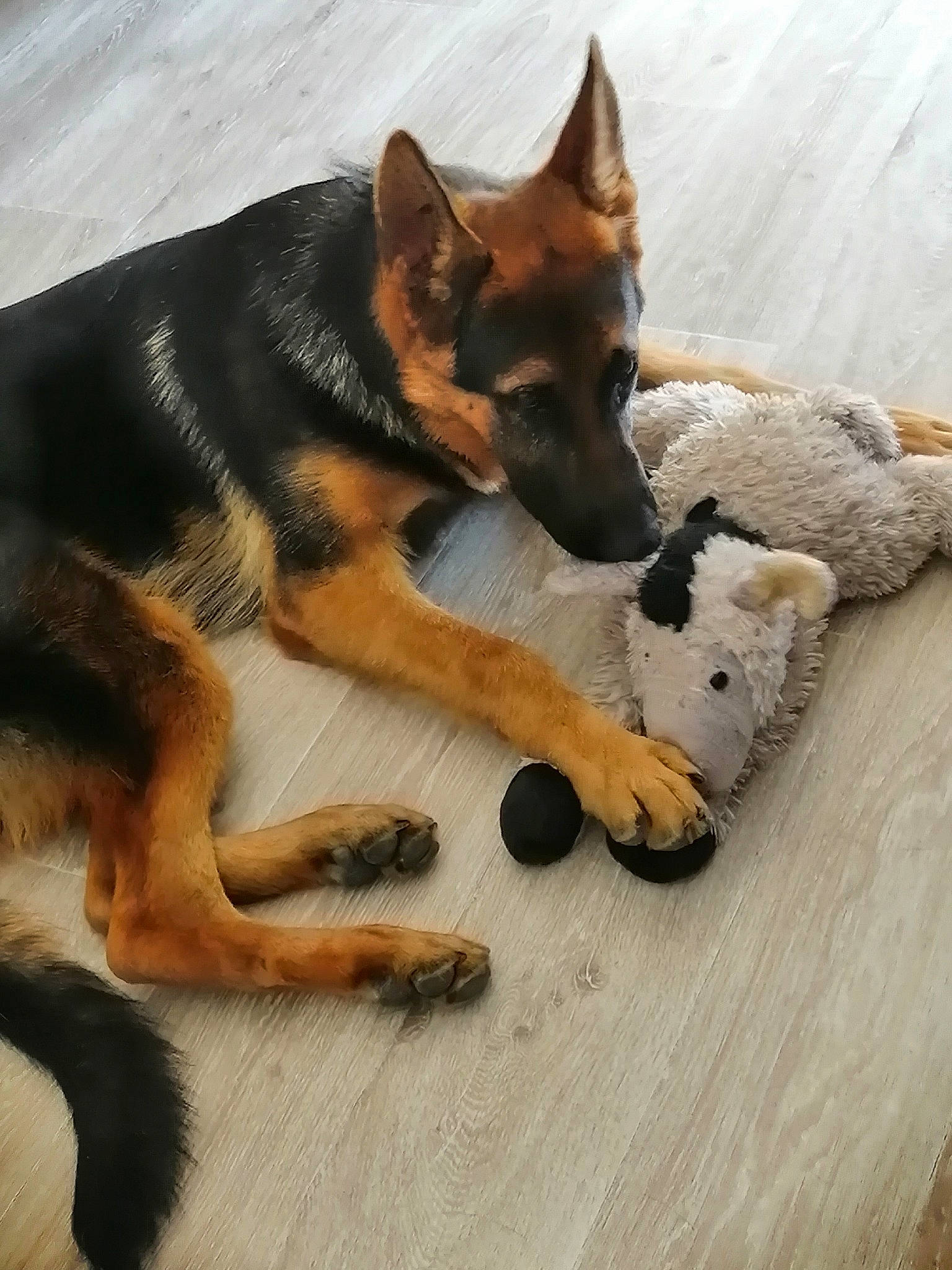 Peps participe au concours pour gagner de l'argent avec cette photo : belgian_shepherd_malinois, bohemian_shepherd, canidae, carnivore, dog, dog_breed, east_european_shepherd, fawn, german_shepherd_dog, king_shepherd, kunming_wolfdog, mammal, old_german_shepherd_dog, paw, police_dog, shiloh_shepherd_dog, snout, vertebrate, wolfdog, working_dog