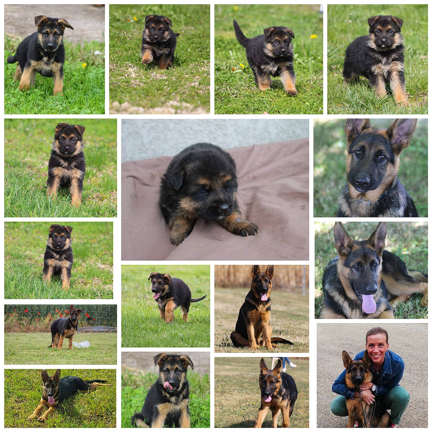 Peps participe au concours pour gagner de l'argent avec cette photo : ancient_dog_breeds, beauceron, bohemian_shepherd, canidae, carnivore, collage, companion_dog, dog, dog_breed, german_shepherd_dog, hovawart, hunting_dog, mammal, police_dog, puppy, rottweiler, sporting_group, vertebrate, working_dog