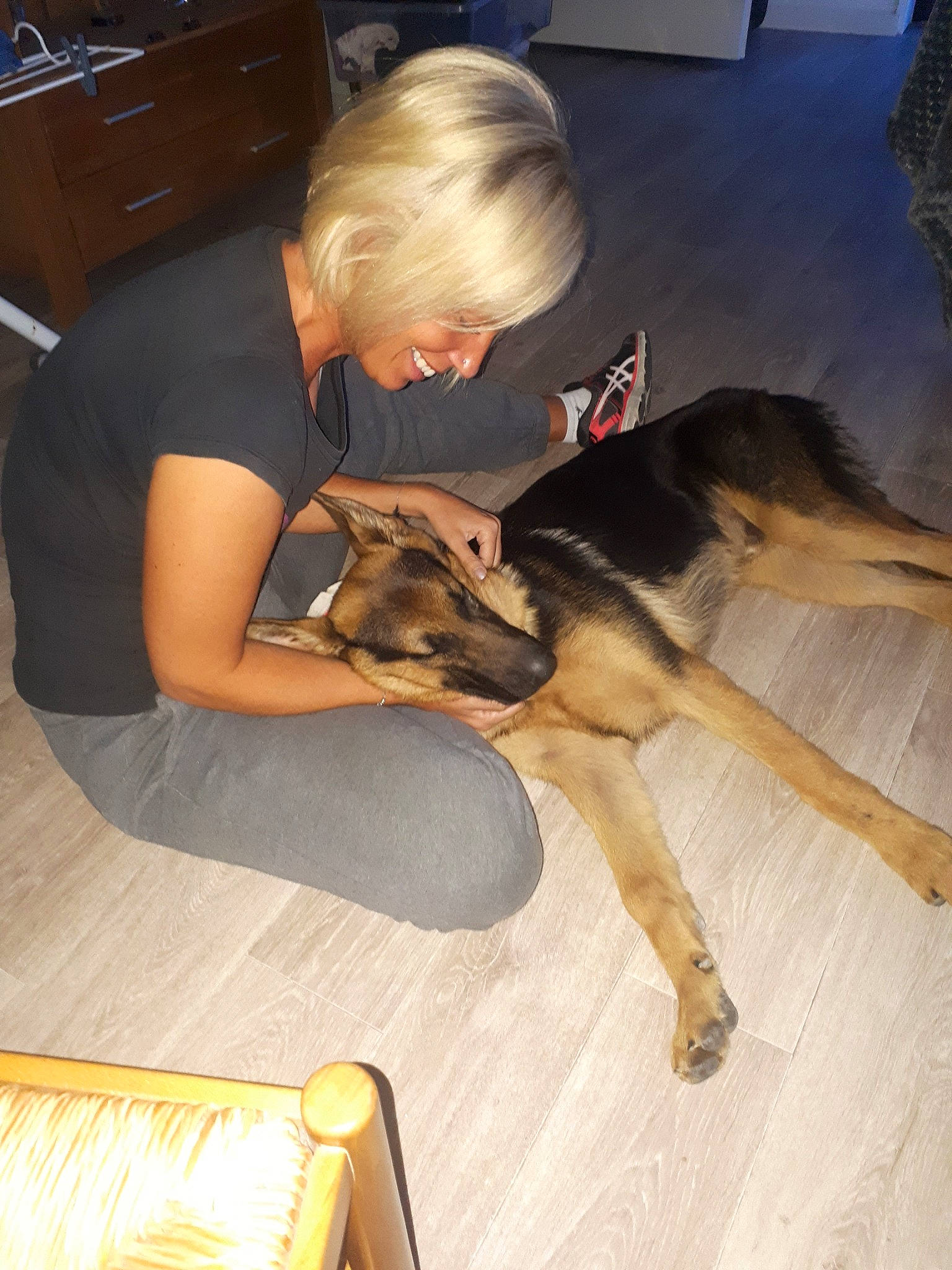 Peps a rejoint le concours — aidez-le/la à gagner de superbes lots ! canidae, carnivore, dog, dog_breed, fawn, german_shepherd_dog