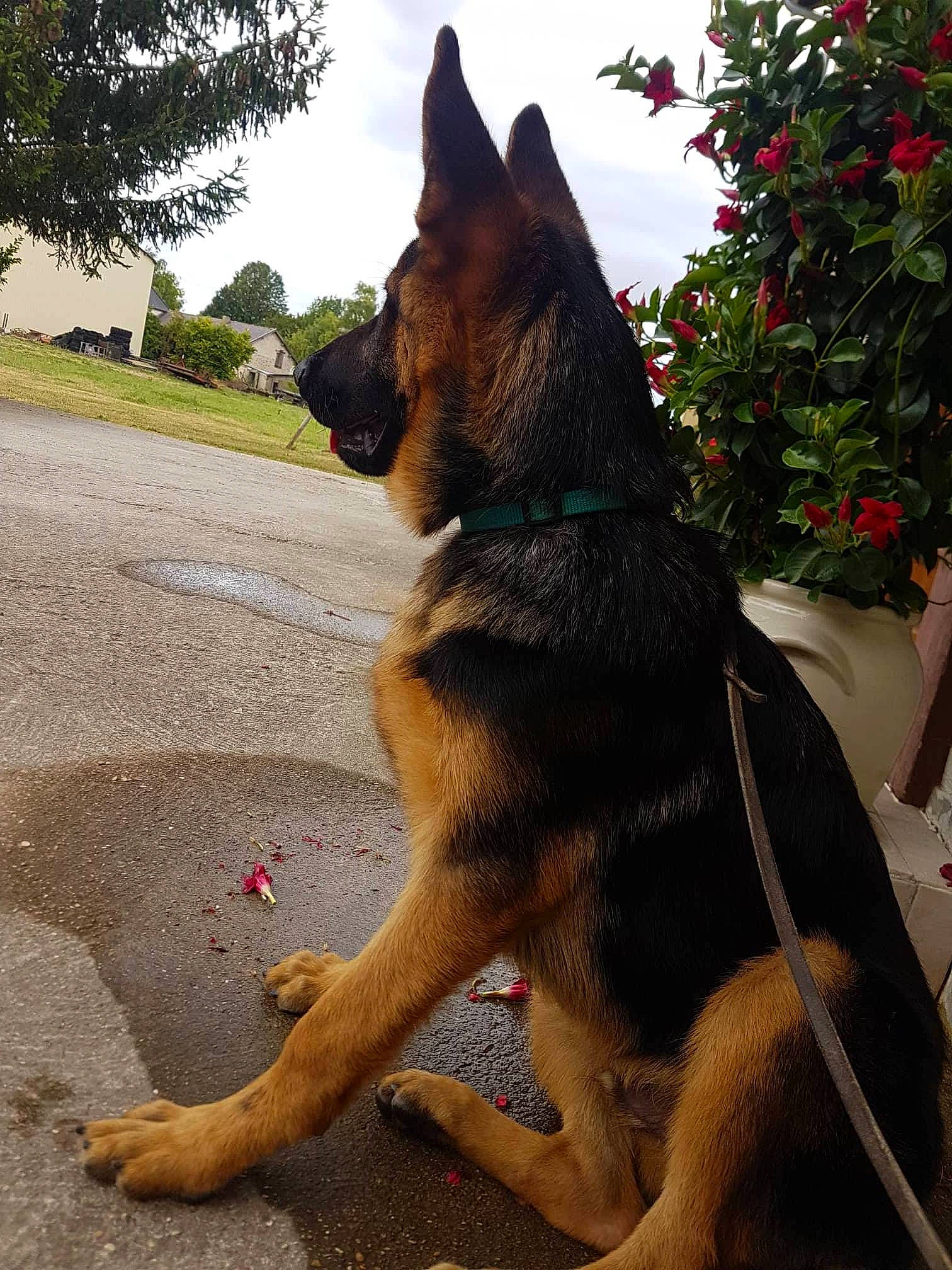 Peps a rejoint le concours — aidez-le/la à gagner de superbes lots ! belgian_shepherd, belgian_shepherd_malinois, canidae, carnivore, dog, dog_breed, east_european_shepherd, fawn, german_shepherd_dog, king_shepherd, kunming_wolfdog, mammal, old_german_shepherd_dog, plant, police_dog, shiloh_shepherd_dog, snout, vertebrate, working_dog