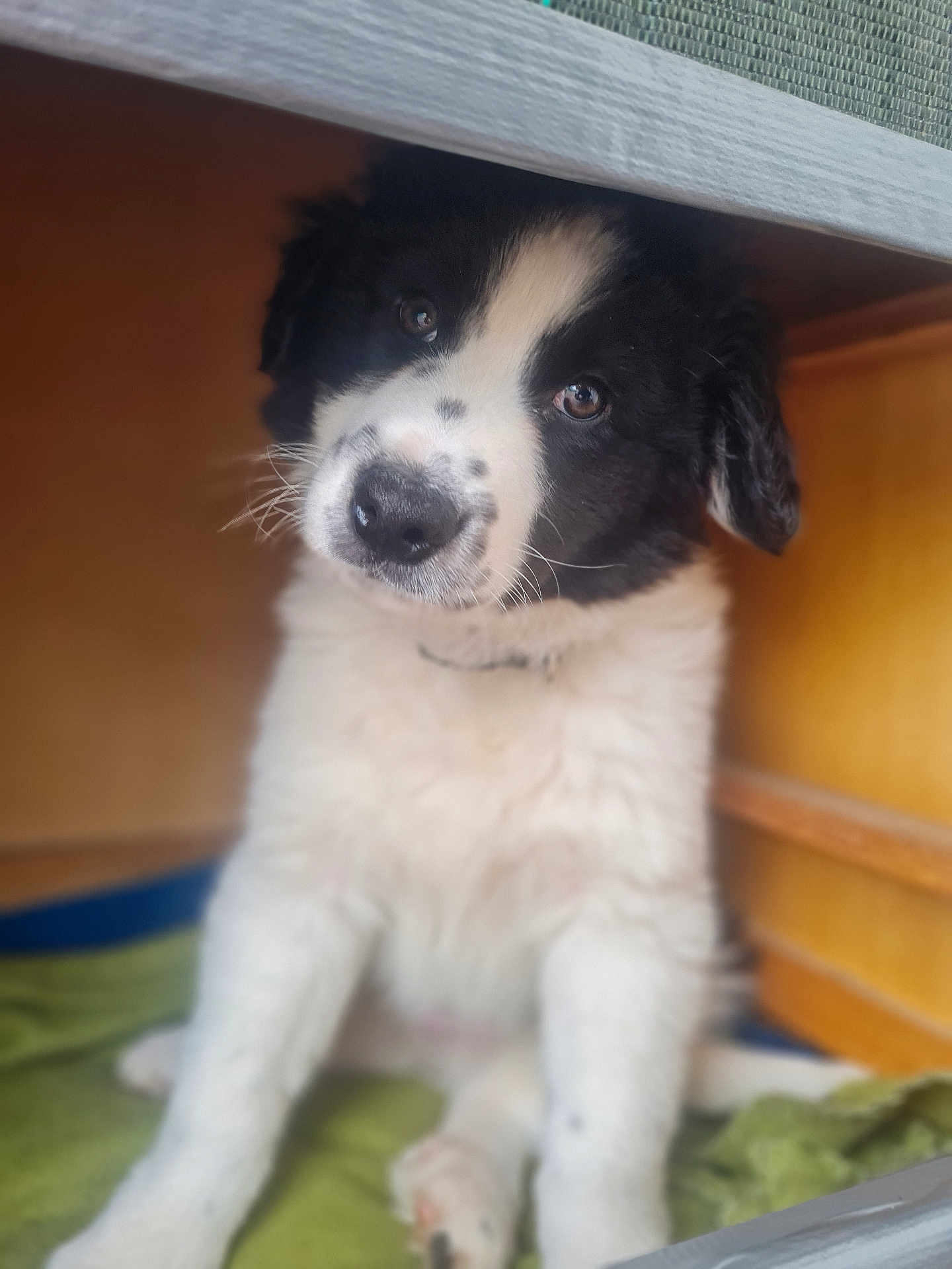 Tokyo a rejoint le concours — aidez-le/la à gagner de superbes lots ! puppy, dog, black_and_white, fluffy, cute, pet, indoor, blanket, wooden_furniture, curious, young_dog, sitting, close_up, soft_texture, adorable, animal, canine, portrait, companion, domestic