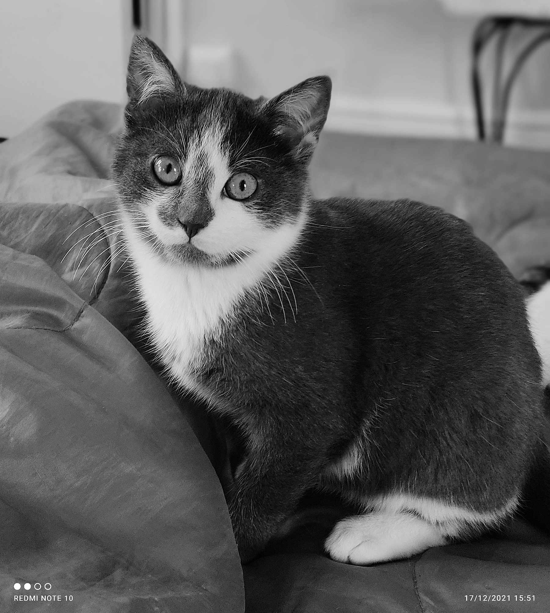 Frisquette