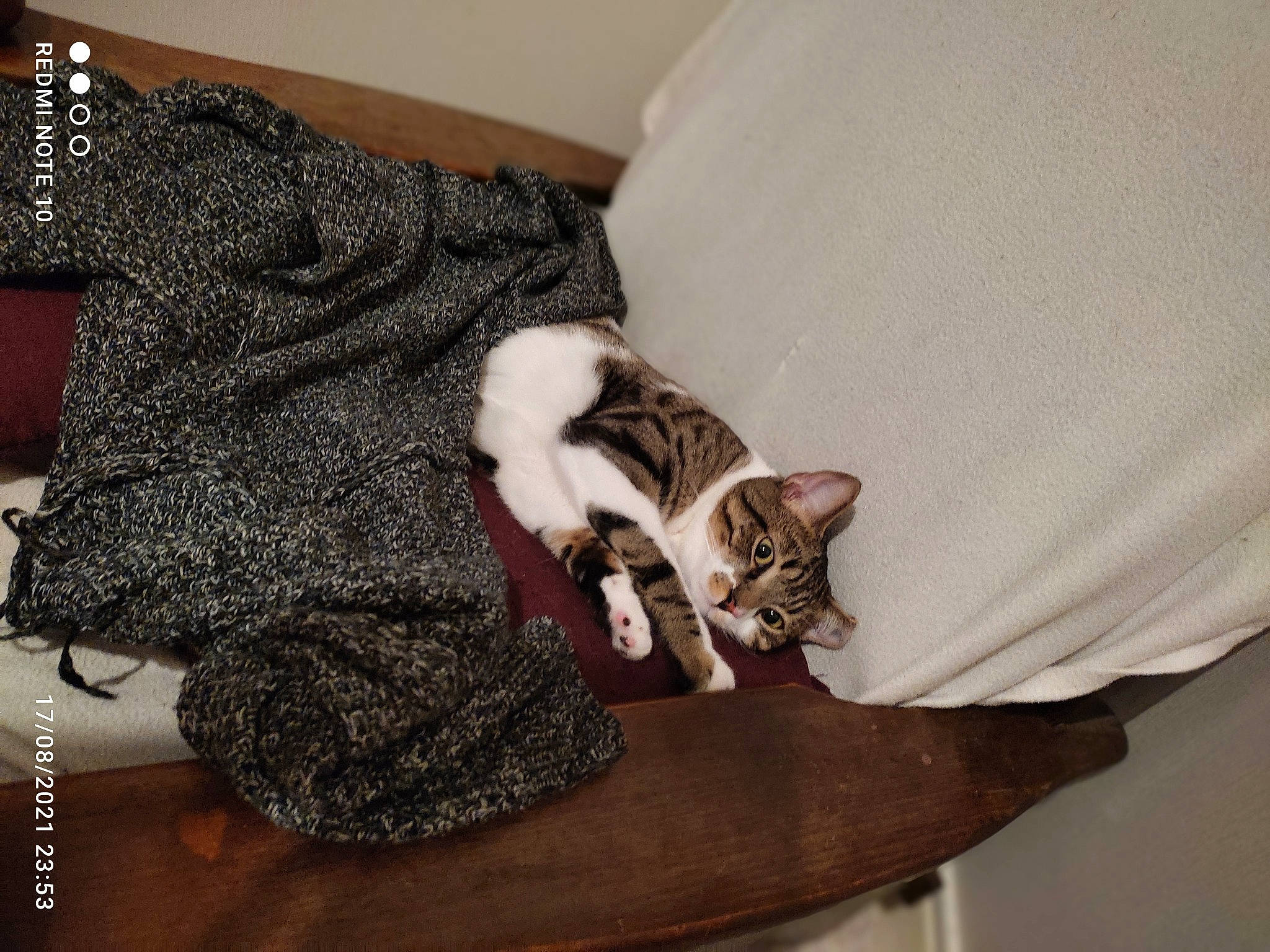 Simba a rejoint le concours — aidez-le/la à gagner de superbes lots ! carnivore, cat, comfort, couch, domestic_short_haired_cat, felidae, fur, glove, hardwood, human_leg, sitting, sleeve, small_to_medium_sized_cats, tail, thigh, whiskers, wood, wood_flooring, wool, woolen