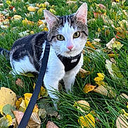 Armpit joined the competition — help win amazing prizes! animal, autumn, black, brown, cat, closeup, curious, ears, fall, grass, green, harness, leaves, nature, outdoor, pet, walking, whiskers, white, yellow