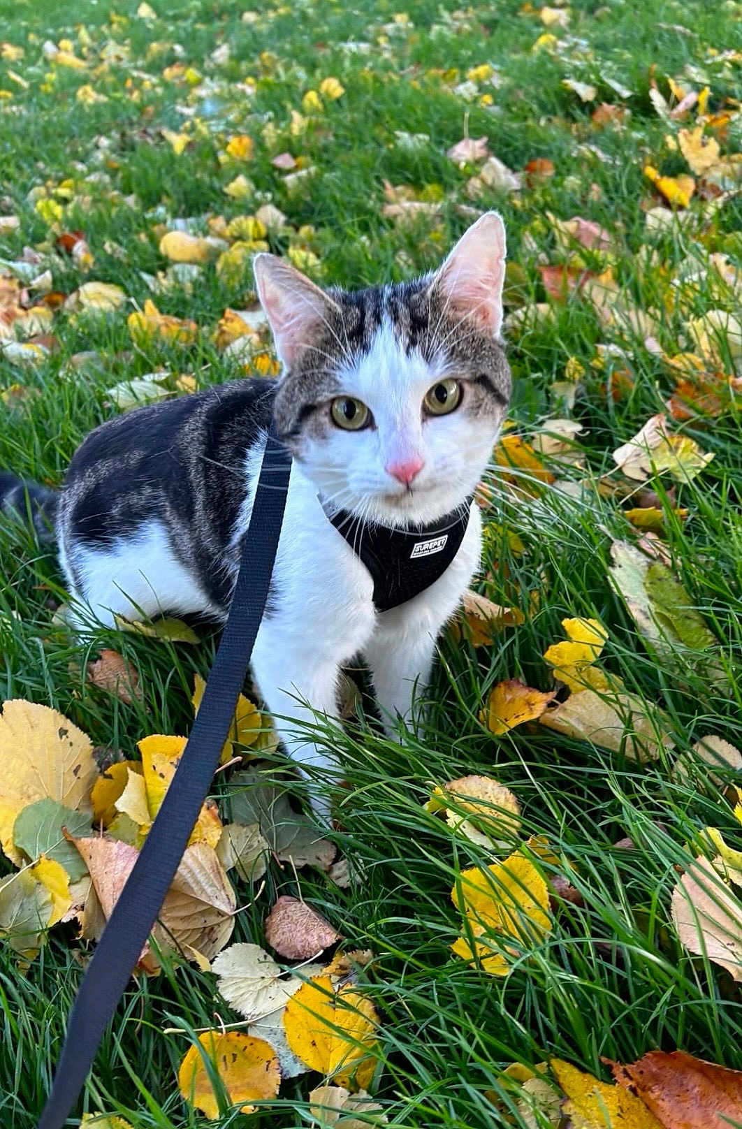 Armpit joined the competition — help win amazing prizes! animal, autumn, black, brown, cat, closeup, curious, ears, fall, grass, green, harness, leaves, nature, outdoor, pet, walking, whiskers, white, yellow