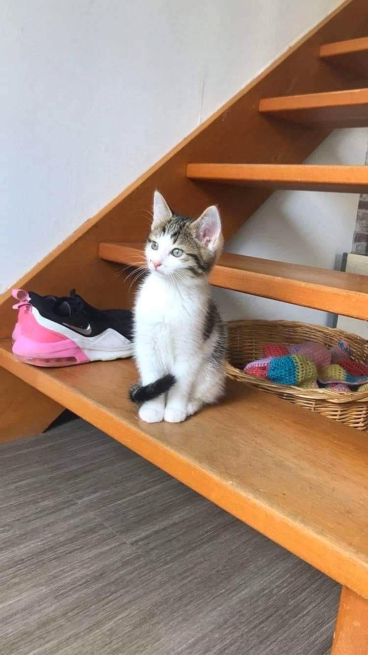 Tchoupi participe au concours pour gagner de l'argent avec cette photo : carnivore, cat, comfort, domestic_short_haired_cat, felidae, floor, flooring, foot, fur, grey, hardwood, laminate_flooring, room, shelf, shelving, small_to_medium_sized_cats, tail, whiskers, wood, wood_flooring