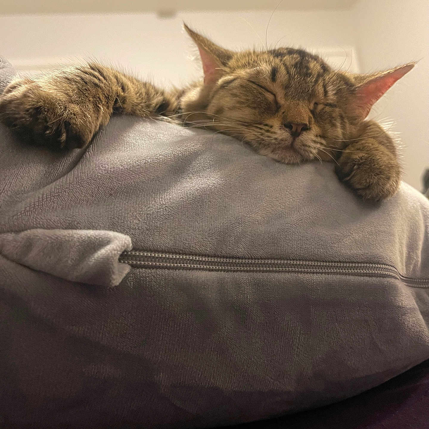 Helen joined the competition — help win amazing prizes! abyssinian, animal, bed, bedroom, blanket, cat, couch, cushion, egyptiancat, furniture, homedecor, indoors, kitten, manx, person, pet, room, sleeping