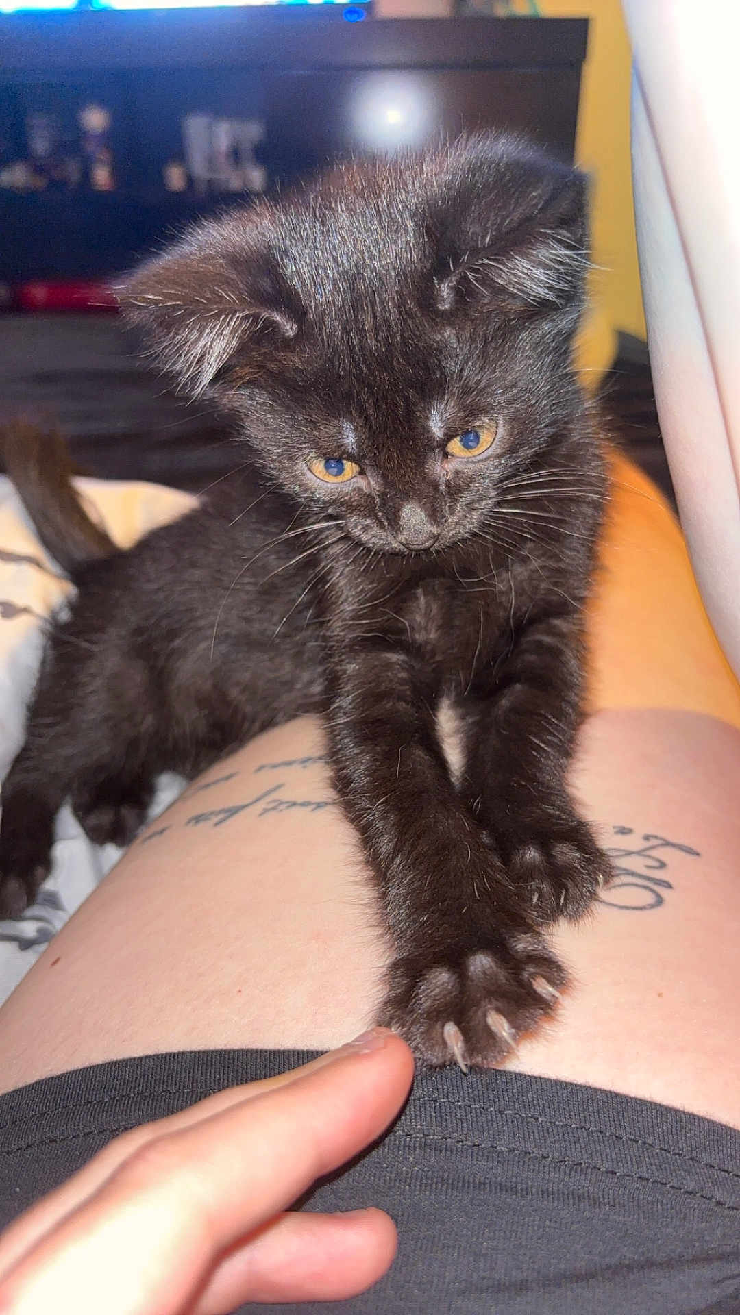 Sombra participe au concours pour gagner de l'argent avec cette photo : animal, black_kitten, blurred_background, cat, claws, close_up, curious, cute, domestic_cat, fur, human_finger, indoor, interaction, leg, paw, pet, soft_lighting, tattoo, touch, whiskers