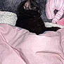 Sombra participe au concours pour gagner de l'argent avec cette photo : animal, black_cat, blanket, cat, close_up, comfort, cozy, cute, feline, fur, home, indoor, pet, pink_blanket, plush_toy, relaxation, resting, sleeping, snuggled, soft_texture