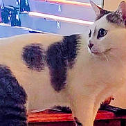 Palico is registered to the contest to win money with this photo: animal, background, black_and_white, black_patches, blue_eyes, cat, close_up, colorful, curious, ears, feline, furniture, indoors, pet, photograph, portrait, standing, walking, whiskers, white_fur
