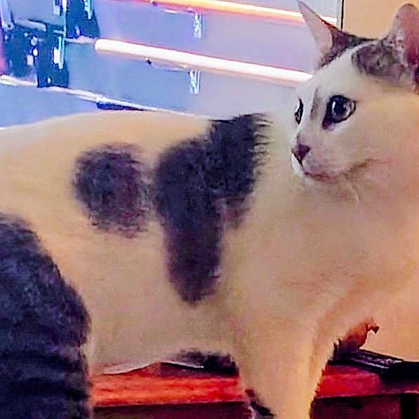 Palico