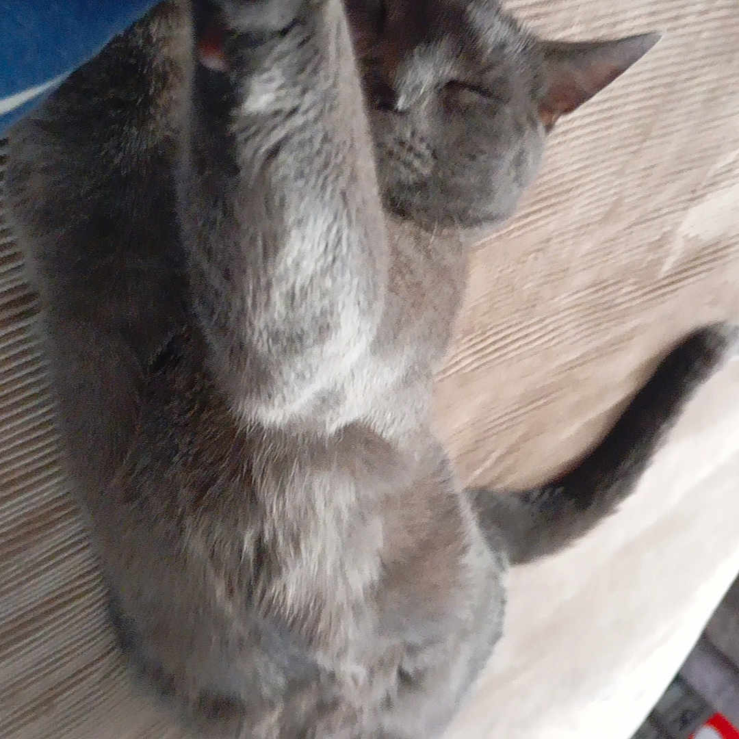 Moumoute a rejoint le concours — aidez-le/la à gagner de superbes lots ! animal, bed, cat, closeup, cozy, domestic, ears, feline, fur, grey_cat, indoor, paw, pet, relaxing, resting, sleeping, soft_light, stretching, tail, whiskers