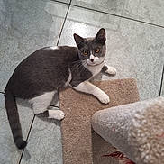 Luna is registered to the contest to win money with this photo: alert, animal, cat, curious, cute, domestic_cat, feline, floor, gray_cat, indoor, looking_up, paw, pet, playful, resting, scratching_post, tail, tile_floor, whiskers, white_cat