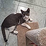 alert, animal, cat, curious, cute, domestic_cat, feline, floor, gray_cat, indoor, looking_up, paw, pet, playful, resting, scratching_post, tail, tile_floor, whiskers, white_cat