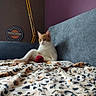 animal, blanket, cat, couch, ears, eyes, face, lamp, leopard_print, living_room, lounging, orange_patches, pet, red_toy, sitting, sofa, vintage_sign, wall, whiskers, white_cat