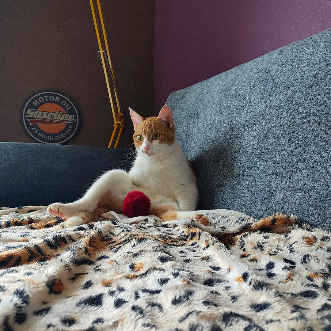 Mimi participe au concours pour gagner de l'argent avec cette photo : cat, animal, pet, white_cat, orange_patches, sitting, lounging, face, ears, whiskers, eyes, blanket, leopard_print, couch, sofa, living_room, lamp, wall, vintage_sign, red_toy