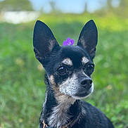 Hindy participe au concours pour gagner de l'argent avec cette photo : dog, chihuahua, pet, animal, portrait, outdoor, grass, flower, ears, collar, bell, whiskers, closeup, bokeh, shallow_depth_of_field, cute, alert, black_fur, white_muzzle, small_dog