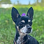 dog, chihuahua, pet, animal, portrait, outdoor, grass, flower, ears, collar, bell, whiskers, closeup, bokeh, shallow_depth_of_field, cute, alert, black_fur, white_muzzle, small_dog