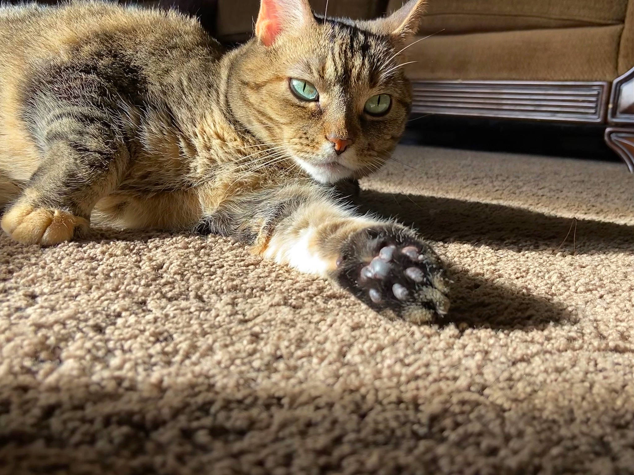 Cece joined the competition — help win amazing prizes! carnivore, carpet, cat, claw, comfort, couch, domestic_short_haired_cat, felidae, flooring, foot, fur, mammal, paw, small_to_medium_sized_cats, soil, tail, terrestrial_animal, vertebrate, whiskers, wood