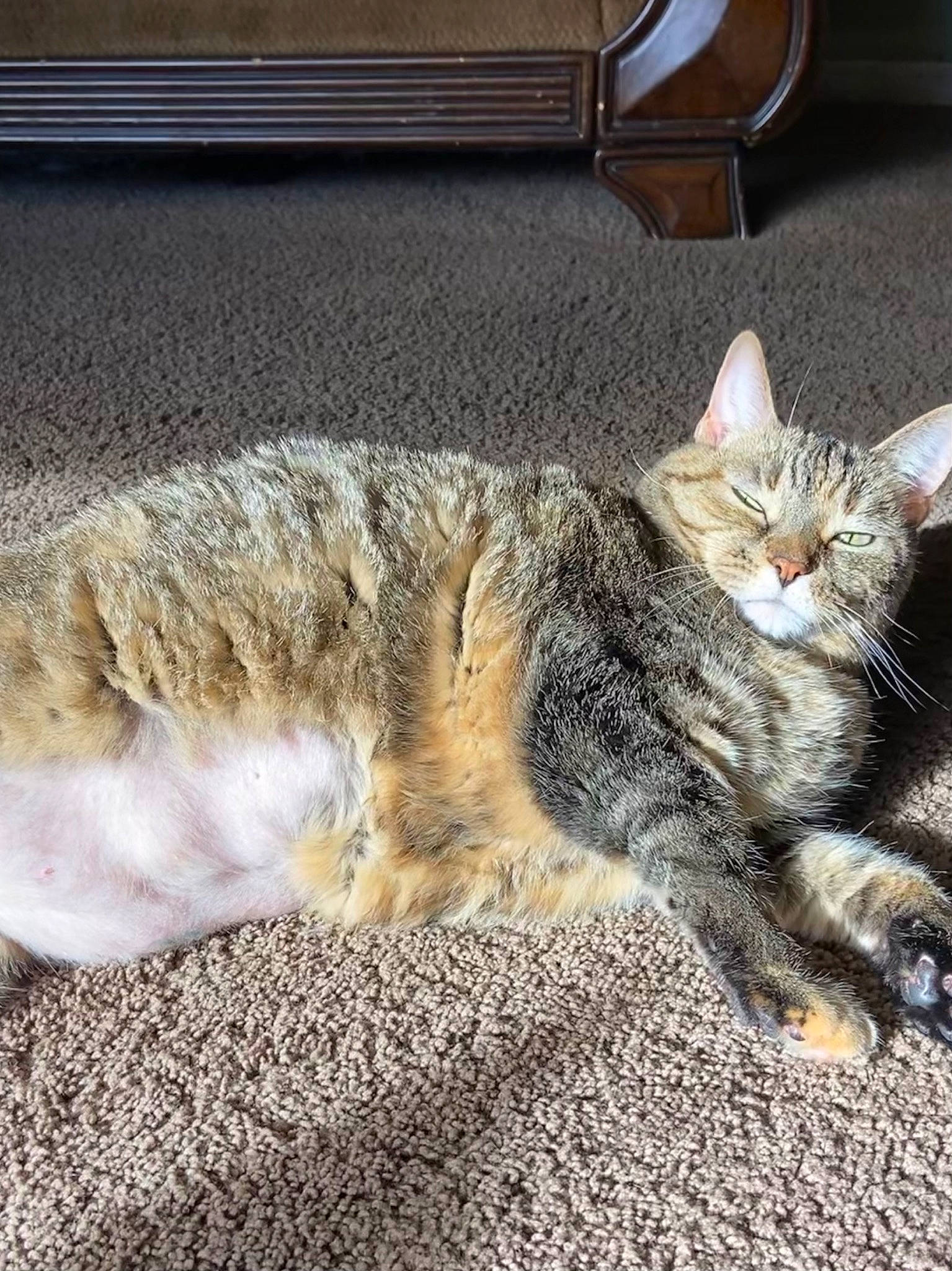 Cece joined the competition — help win amazing prizes! carnivore, cat, claw, comfort, couch, domestic_short_haired_cat, felidae, flooring, flowerpot, fur, grey, nap, paw, road_surface, sitting, small_to_medium_sized_cats, snout, tail, vehicle, whiskers