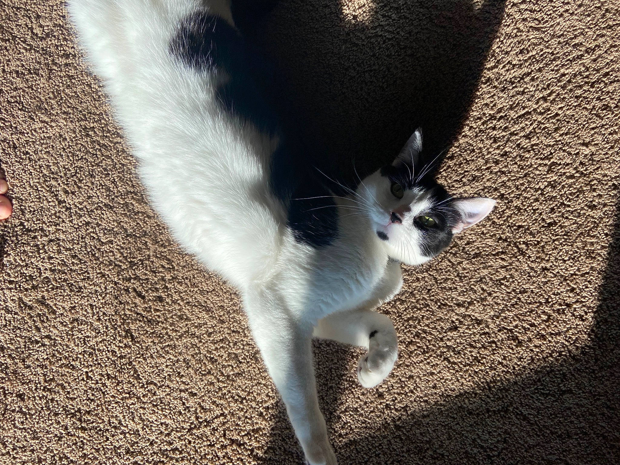 Jojo is registered to the contest to win money with this photo: carnivore, cat, companion_dog, dog_breed, domestic_short_haired_cat, eye, felidae, flooring, foot, fur, grass, human_leg, paw, small_to_medium_sized_cats, snout, sporting_group, tail, tree, whiskers, window