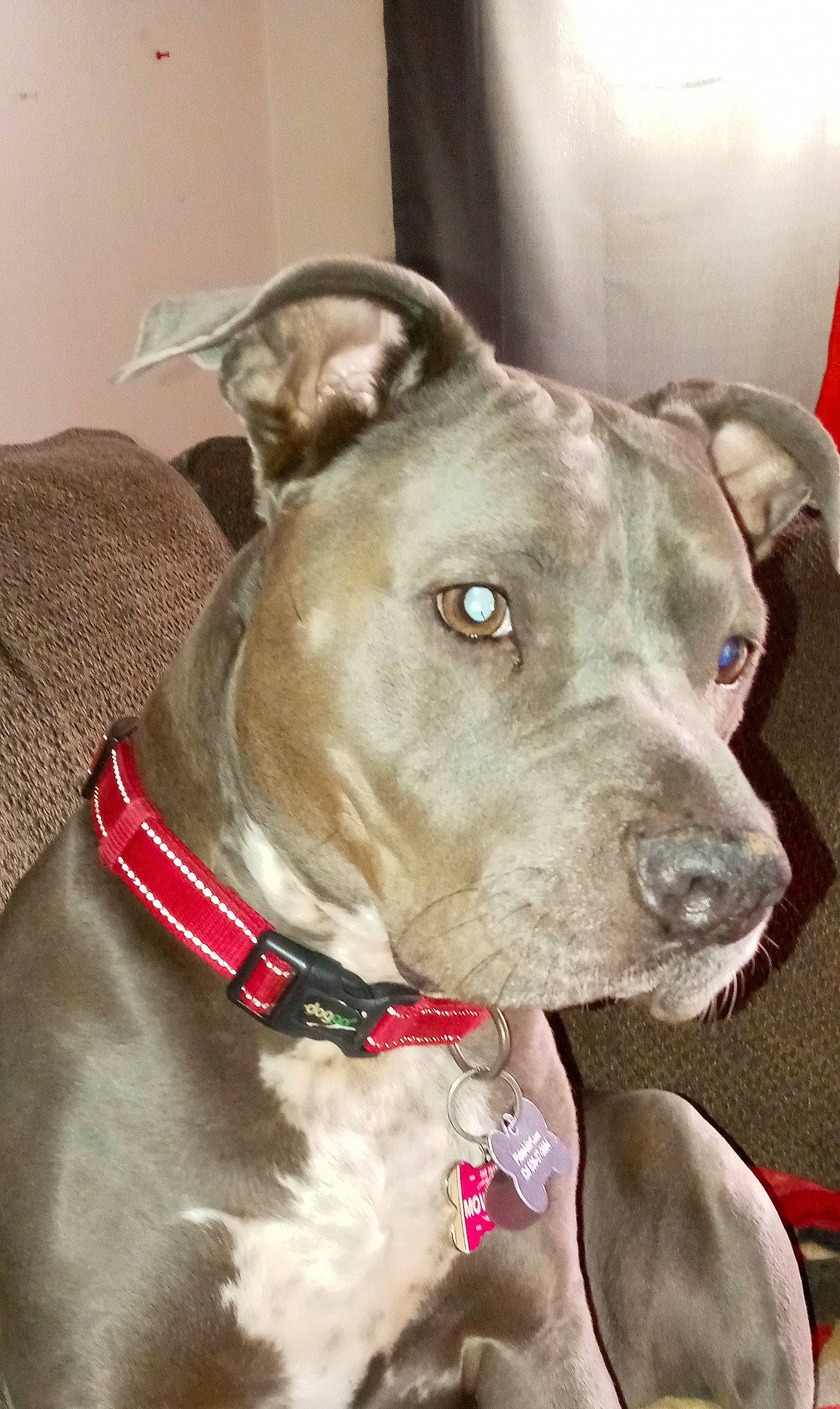 Mowgli joined the competition — help win amazing prizes! canidae, carnivore, collar, companion_dog, dog, dog_breed, dog_collar, ear, fashion_accessory, fawn, fur, giant_dog_breed, guard_dog, liver, non_sporting_group, pet_supply, snout, sporting_group, whiskers, working_animal