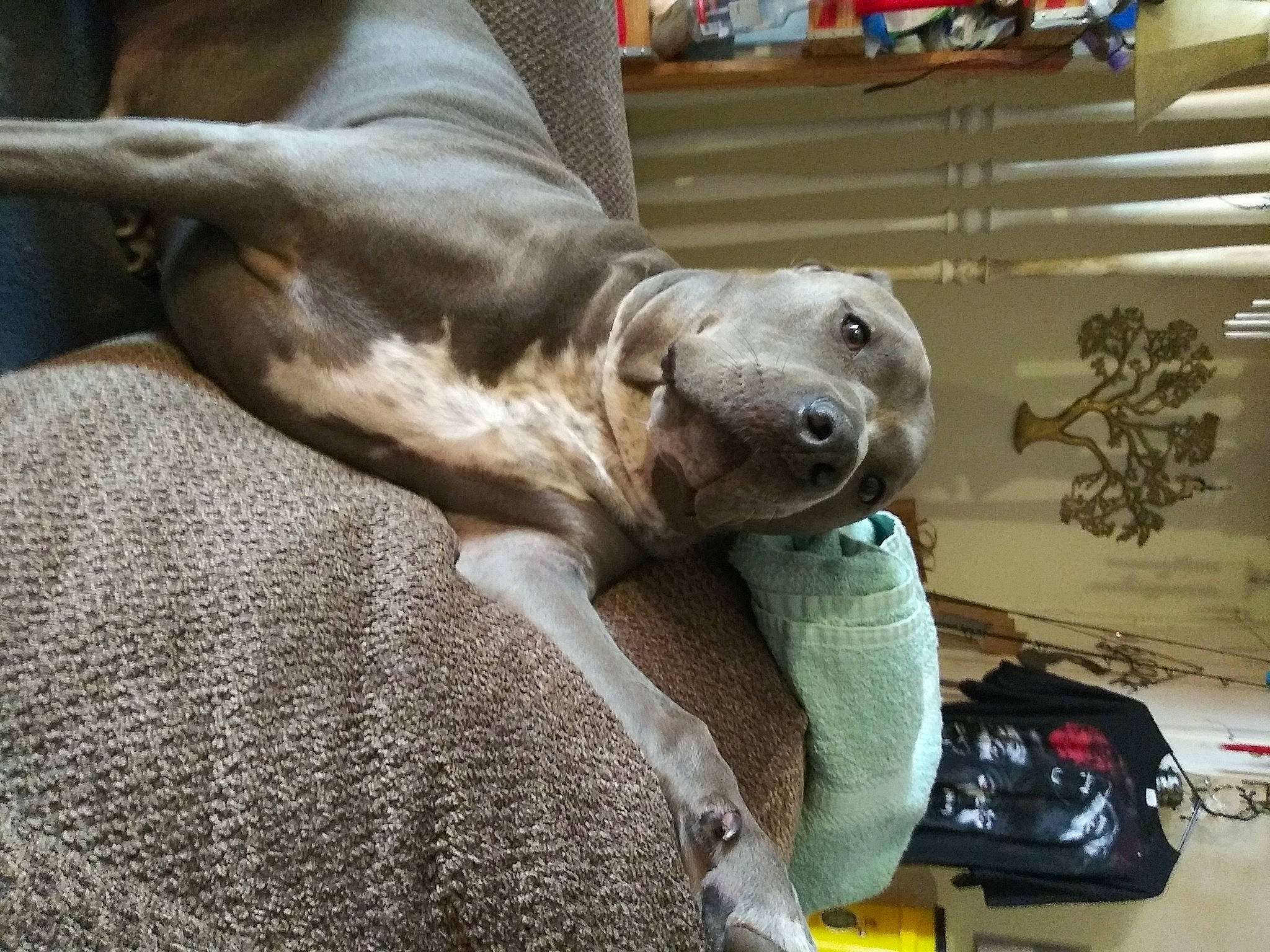 Mowgli is registered to the contest to win money with this photo: baltic_gray_seal, california_sea_lion, canidae, carnivore, comfort, companion_dog, dog, dog_breed, earless_seal, fawn, fur, grey, luggage_and_bags, marine_mammal, seal, snout, sporting_group, terrestrial_animal, whiskers, working_animal