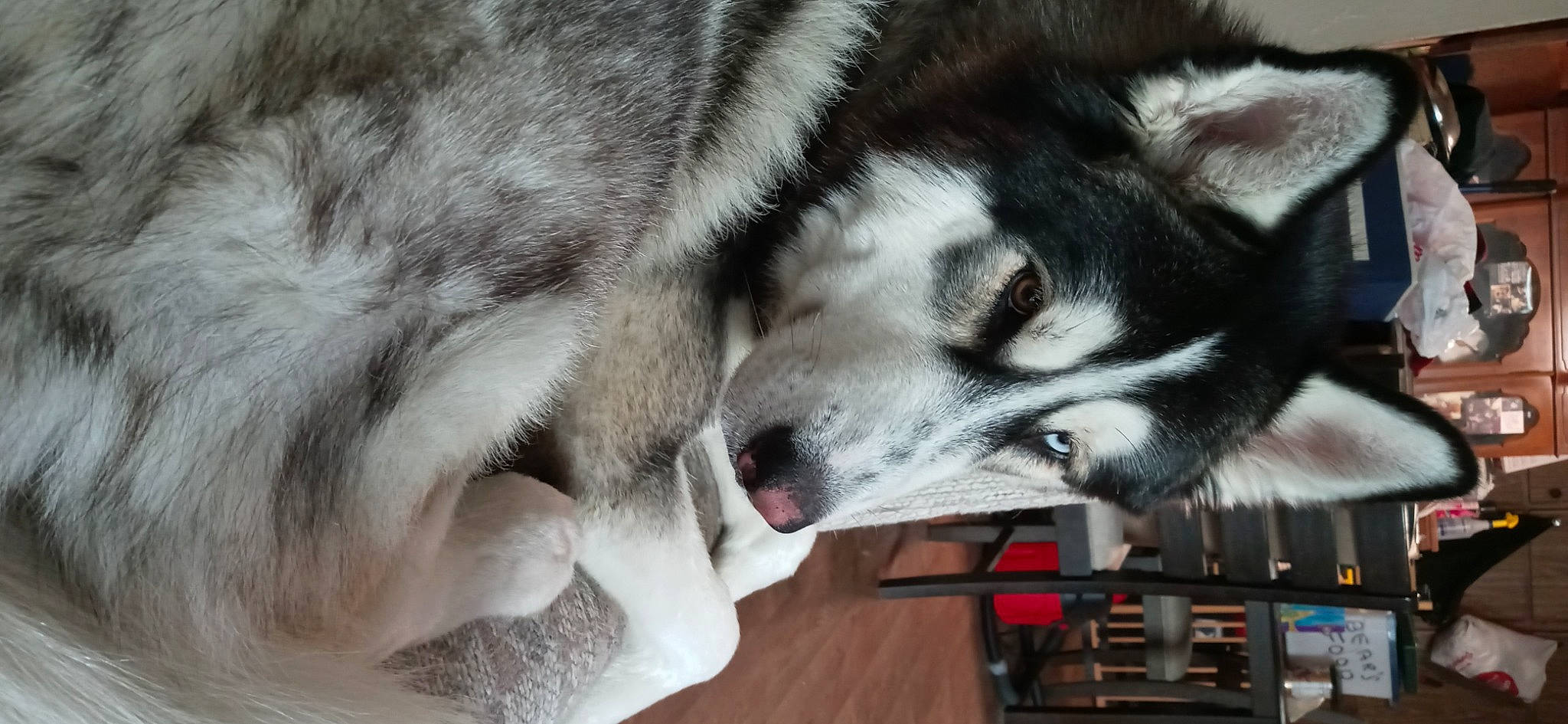 Blue joined the competition — help win amazing prizes! canadian_eskimo_dog, canidae, canis, canis_lupus_tundrarum, carnivore, dog, dog_breed, fang, fur, grey, siberian_husky, sled_dog, snout, sporting_group, terrestrial_animal, whiskers, wildlife, wolf, working_animal, working_dog