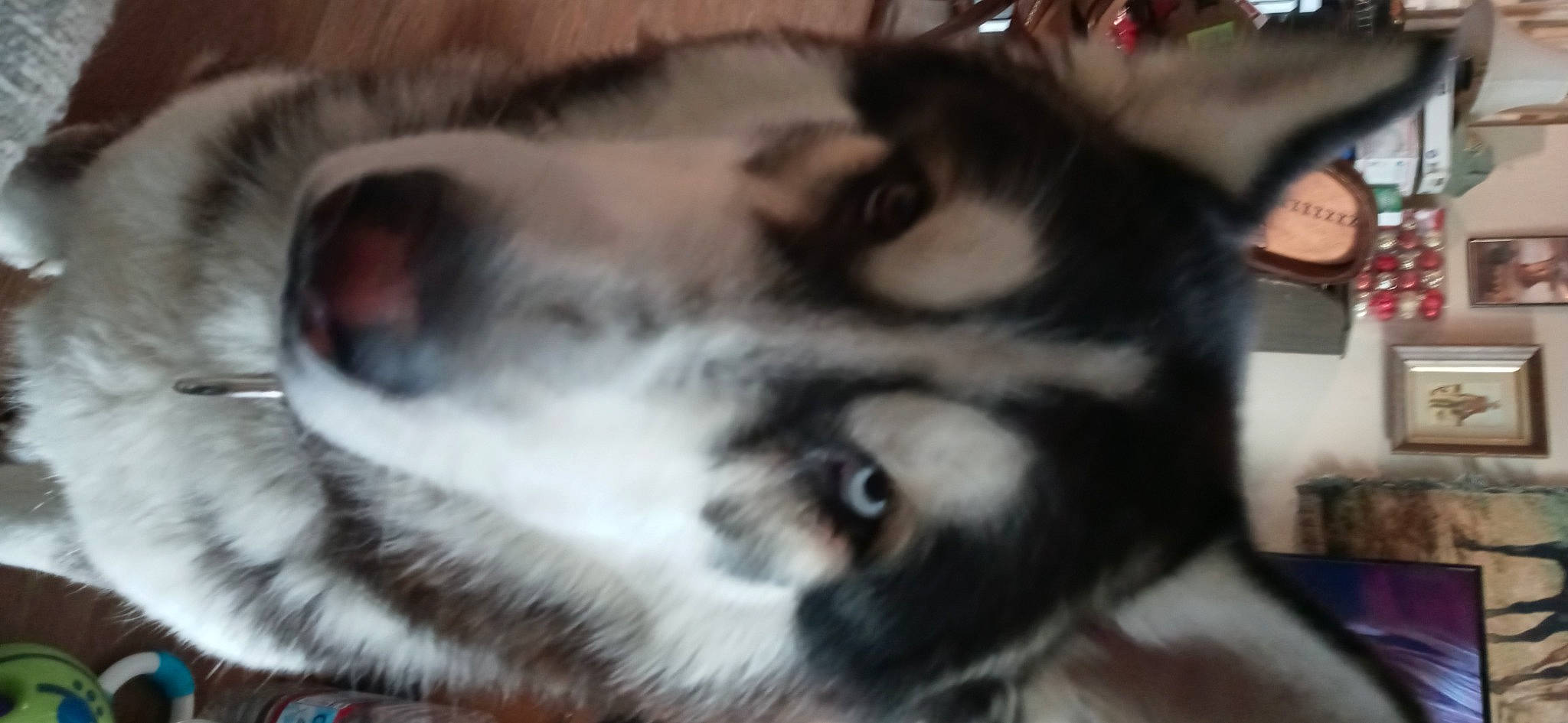 Blue joined the competition — help win amazing prizes! canidae, carnivore, cat, claw, companion_dog, dog_breed, domestic_short_haired_cat, ear, eye, fawn, felidae, fur, nap, paw, small_to_medium_sized_cats, snout, sporting_group, terrestrial_animal, whiskers, wildlife