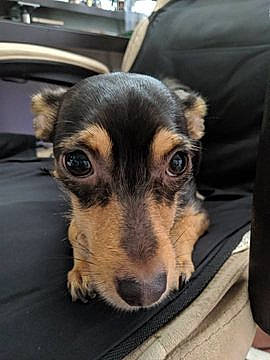 Ripley is registered to the contest to win money with this photo: canidae, carnivore, chihuahua, companion_dog, dog, dog_breed, ear, fawn, mammal, miniature_pinscher, nose, puppy, snout, street_dog, toy_dog, vertebrate, whiskers, working_dog