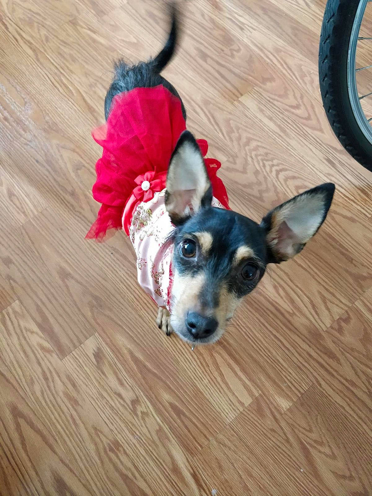 Ripley joined the competition — help win amazing prizes! canidae, carnivore, companion_dog, dog, dog_breed, ear, flooring, mammal, puppy, rat_terrier, snout, teddy_roosevelt_terrier, terrier, toy_dog, toy_fox_terrier