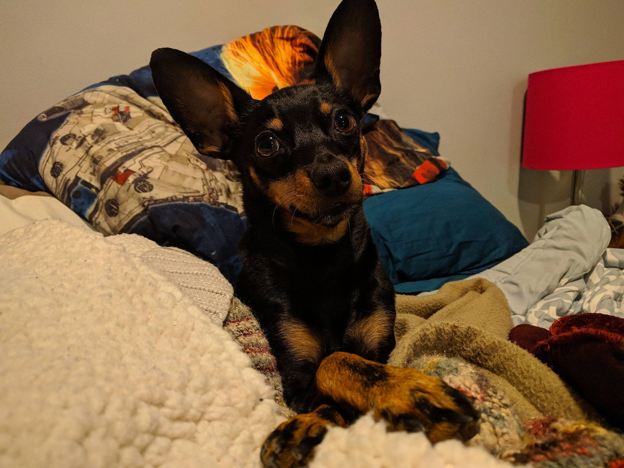 Captain is registered to the contest to win money with this photo: canidae, carnivore, companion_dog, dog, dog_breed, ear, english_toy_terrier, german_pinscher, mammal, manchester_terrier, miniature_pinscher, pinscher, prazsky_krysarik, puppy, russkiy_toy, sporting_group, toy_dog, toy_manchester_terrier, vertebrate