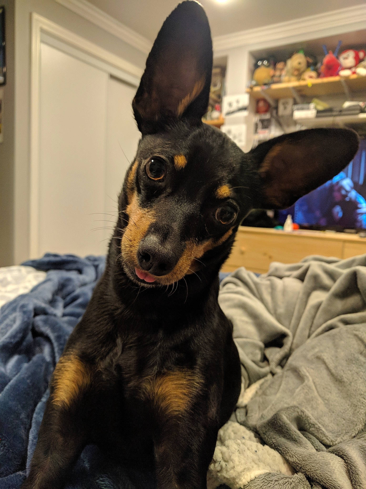 Captain is registered to the contest to win money with this photo: black_and_tan_terrier, canidae, carnivore, dog, dog_breed, ear, english_toy_terrier, german_pinscher, mammal, manchester_terrier, miniature_pinscher, prazsky_krysarik, rare_breed_dog, snout, toy_manchester_terrier, vertebrate