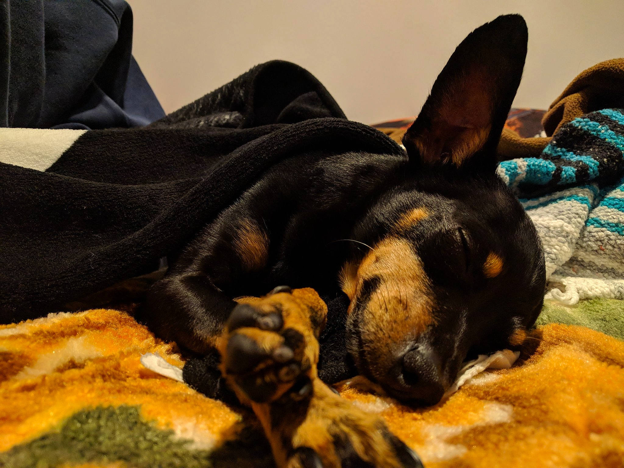 Captain joined the competition — help win amazing prizes! canidae, carnivore, companion_dog, dobermann, dog, dog_breed, ear, german_pinscher, guard_dog, mammal, manchester_terrier, miniature_pinscher, nap, paw, pinscher, prazsky_krysarik, puppy, snout, toy_dog, vertebrate