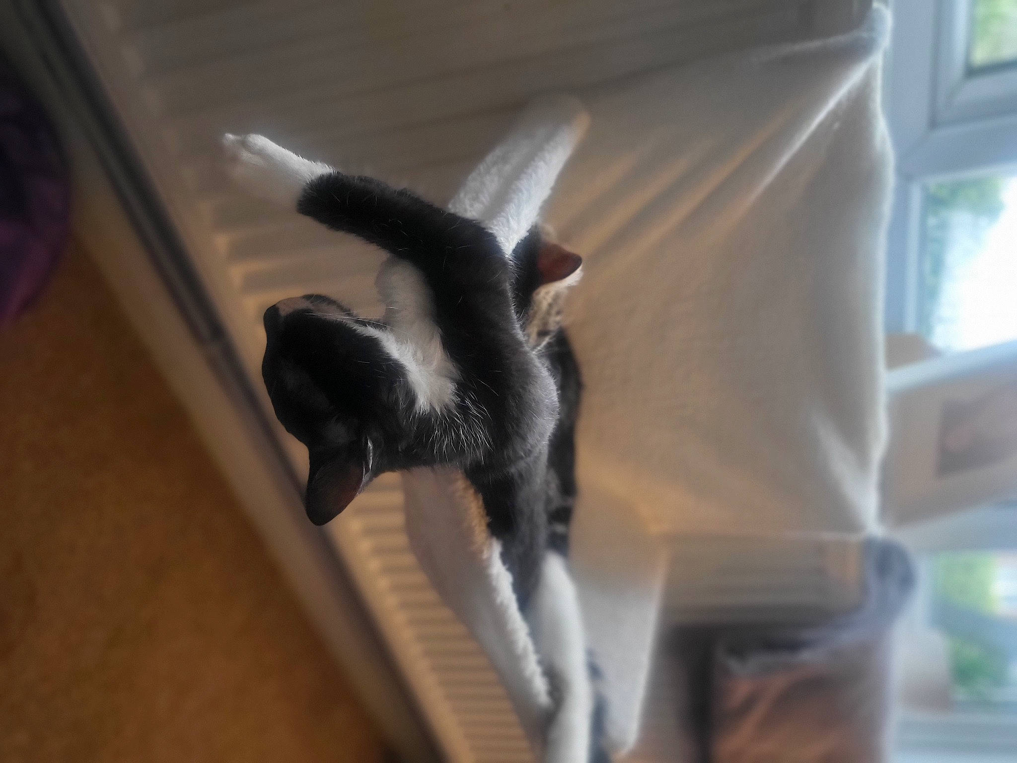 Raquel joined the competition — help win amazing prizes! canidae, carnivore, cat, comfort, companion_dog, dog_breed, fawn, felidae, flooring, fur, gesture, hardwood, room, small_to_medium_sized_cats, sporting_group, tail, vehicle_door, whiskers, window, wood