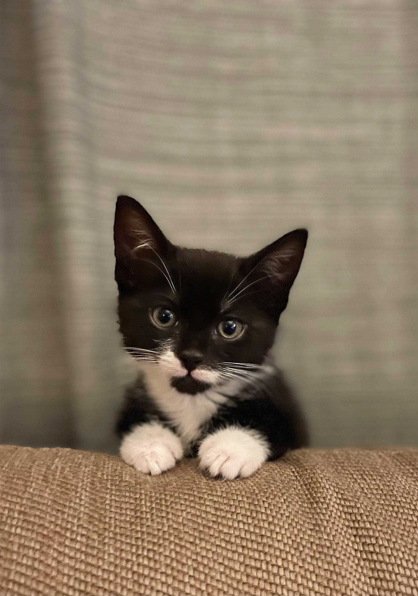 Raquel joined the competition — help win amazing prizes! black_cat, box, cardboard, carnivore, cat, comfort, domestic_short_haired_cat, ear, felidae, fur, grey, monochrome_photography, packaging_and_labeling, paw, small_to_medium_sized_cats, snout, tail, whiskers, window, wood