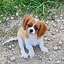 adorable, animal, brown, curious, cute, dirt, dog, ears, eyes, fur, grass, nature, outdoor, pet, puppy, rocks, sitting, small, white, young