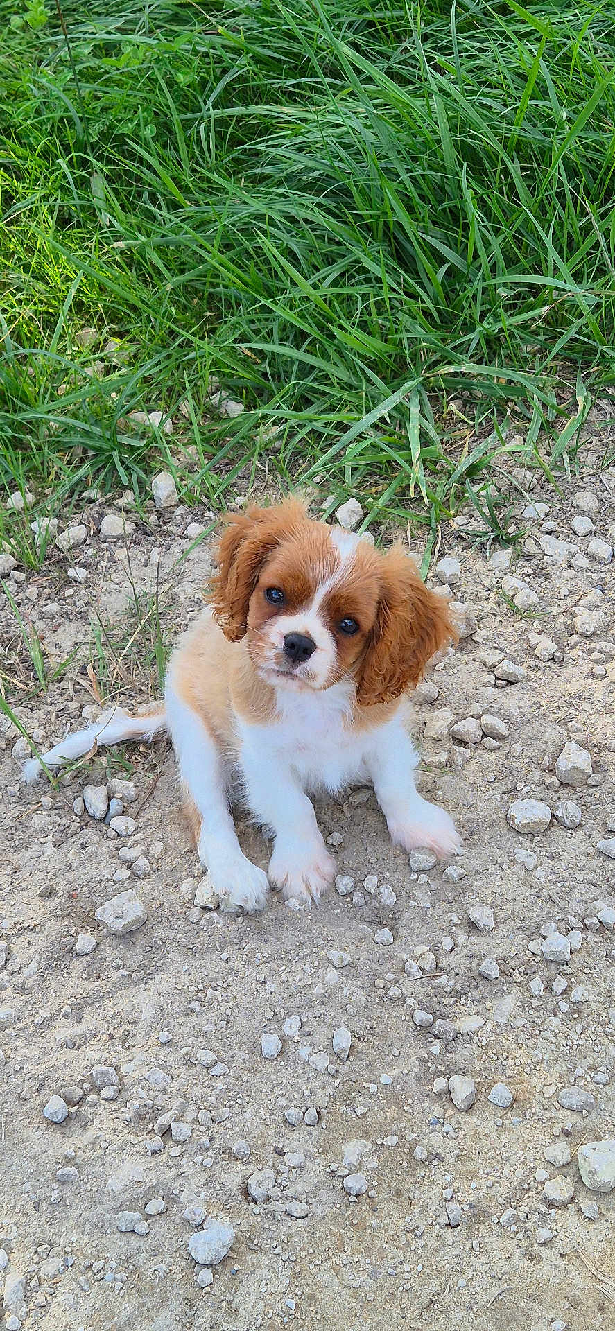 Ayo a rejoint le concours — aidez-le/la à gagner de superbes lots ! adorable, animal, brown, curious, cute, dirt, dog, ears, eyes, fur, grass, nature, outdoor, pet, puppy, rocks, sitting, small, white, young