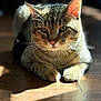 cat, tabby_cat, animal, pet, feline, whiskers, ears, paws, floor, wooden_floor, sunlight, shadow, close_up, portrait, domestic_cat, indoor, relaxed, sitting, looking, cute