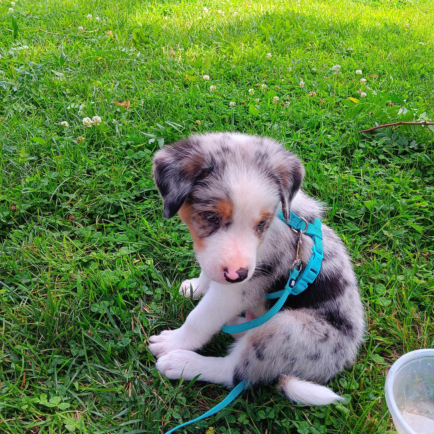 Arlo is registered to the contest to win money with this photo: accessories, animal, canine, dog, field, grass, grassland, herbal, herbs, hound, husky, lawn, leash, nature, outdoors, pet, plant, puppy, strap, yard