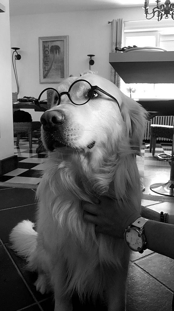 Hercule a rejoint le concours — aidez-le/la à gagner de superbes lots ! black, black_and_white, canidae, carnivore, companion_dog, dog, dog_breed, eyewear, flooring, fur, glasses, monochrome, monochrome_photography, picture_frame, snapshot, snout, style, vision_care, whiskers, white