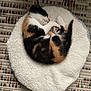 Gaïa a rejoint le concours — aidez-le/la à gagner de superbes lots ! adorable, animal, calico, cat, colorful_rug, cozy, curled_up, cute, domestic_cat, fluffy_bed, fur, indoor, kitten, peaceful, pet, resting, sleeping, small, soft, white_bed
