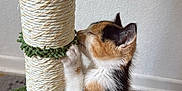 Gaïa a rejoint le concours — aidez-le/la à gagner de superbes lots ! animal, calico, carpet, cat, cute, feline, fur, green, indoor, kitten, paw, pet, playful, scratching_post, small, texture, toy, wall, whiskers, young